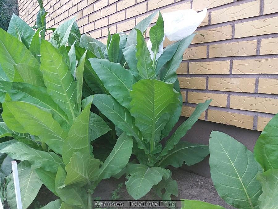 En planta som frsetts med pse ver blommorna fr att frhindra att insekter korspollynerar blommorna. Jag rekomenderar att du gr detta fr att bevara dina tobaksvarianter 