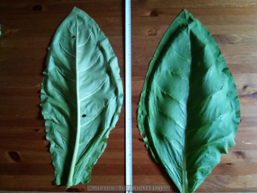 Till vänster visas undersidan av ett Tofta blad och till höger översidan av ett Tofta blad.