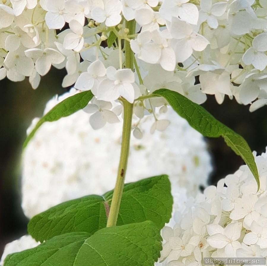 Hortensia
