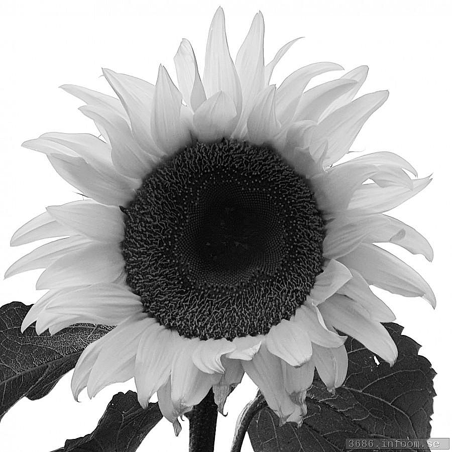 Solros