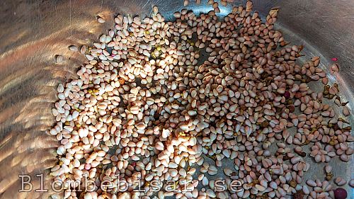 Grape seeds