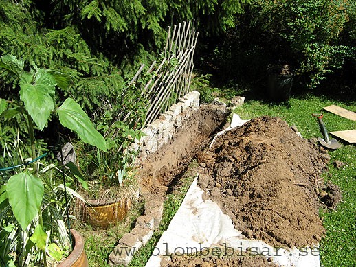 Plantering av minikiwi