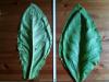 Tofta blad största bladen är runt 55cm långa och 30cm breda (kan troligen bli större om man toppar plantan).