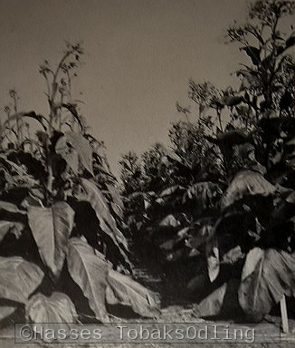 Tobaksplantor i en av Svalövs testodlingar sent 1940-tal.
