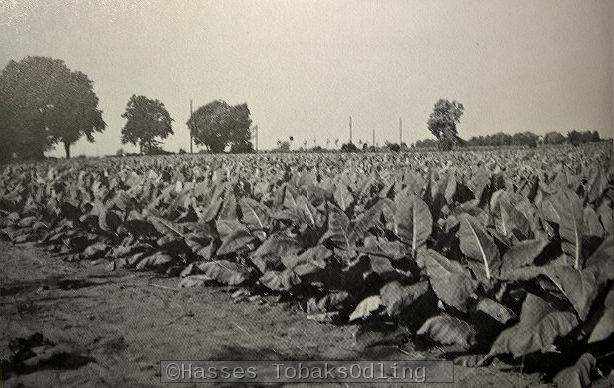En av Svalövs många testodlingar på 1940-talet.