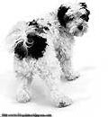 tibbeterrier ERIK