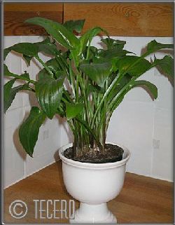 Bild1  grn blomma