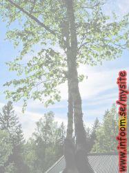 Name: 1289757514.jpg  Width: 187px  Height: 250px