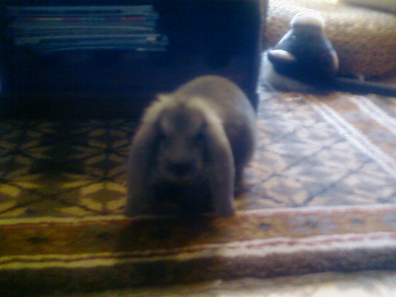 Name: 20090609205835_Foto0284.jpg  Width: 1280px  Height: 960px