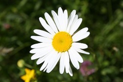 Exempel:
Det hr r en prstkrage. Det r en vanlig blomma i Sverige.