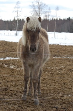  - arven_20100330.jpg