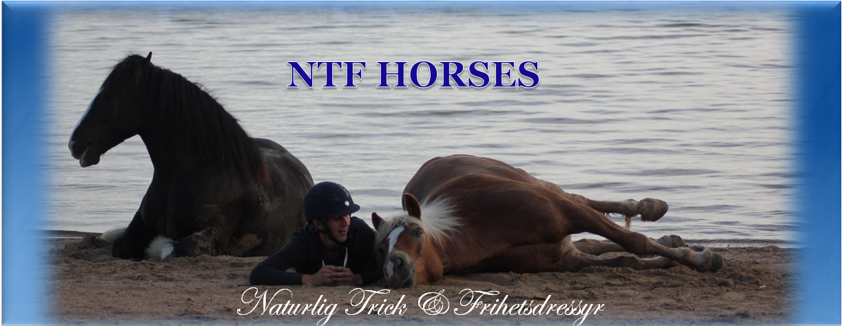 NTF HORSES