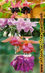 Name: 1218145183.jpg  Width: 153px  Height: 250px