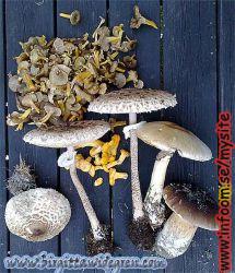 Name: 1221978376.jpg  Width: 215px  Height: 250px