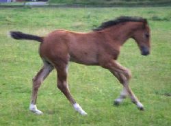  -  - galopp_10846.jpg
