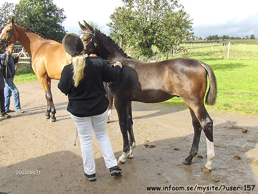 Name: horse.jpg  Width: 518px  Height: 390px