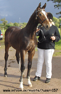 Name: horse_2.jpg  Width: 208px  Height: 320px