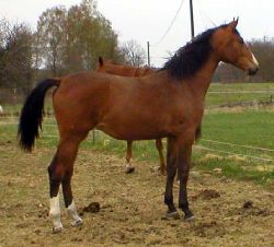Name: magicaX_2124.jpg  Width: 250px  Height: 226px
