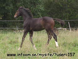 Name: paddock.jpg  Width: 250px  Height: 190px
