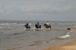 Name: strand_14958.jpg  Width: 250px  Height: 166px