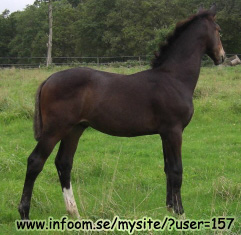 Name: wishmaster.jpg  Width: 241px  Height: 235px