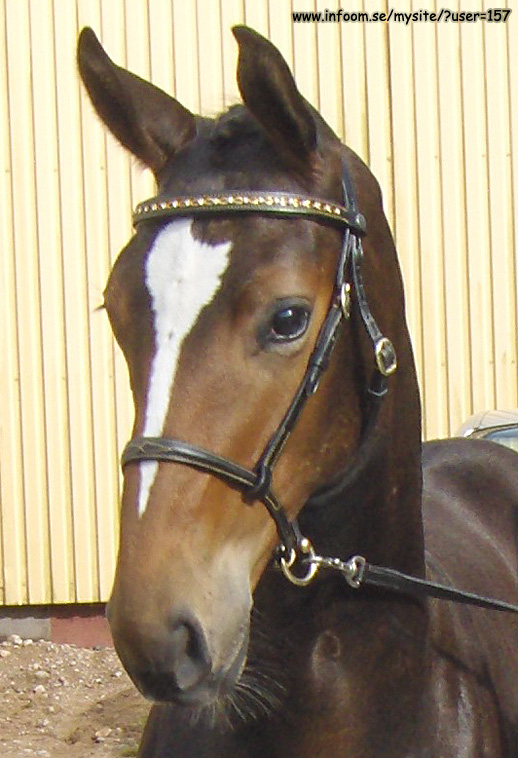 Name: wishmaster_horse.jpg  Width: 518px  Height: 758px