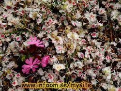 Name: 1282422582.jpg  Width: 250px  Height: 188px