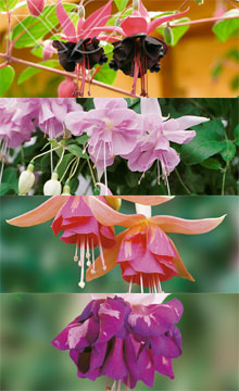 Name: 20080615015255_fushior.jpg  Width: 220px  Height: 360px