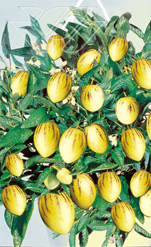 Name: 20080615015255_pepino.jpg  Width: 220px  Height: 359px