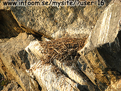 Name: falcon_nest.jpg  Width: 250px  Height: 188px