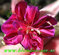 Name: fushia.jpg  Width: 250px  Height: 235px