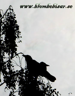 Name: kajor.jpg  Width: 250px  Height: 320px