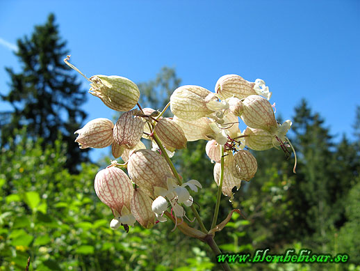 Name: orkide.jpg  Width: 518px  Height: 389px
