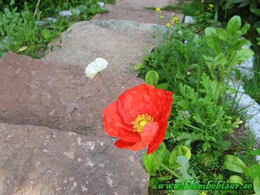 Name: red_mountain_puppi.jpg  Width: 518px  Height: 389px