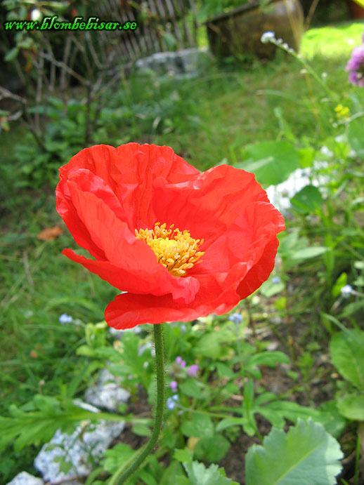 Name: rod_bergsvallmo.jpg  Width: 518px  Height: 691px