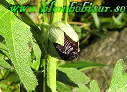 Name: svart_stockrosknopp.jpg  Width: 250px  Height: 180px