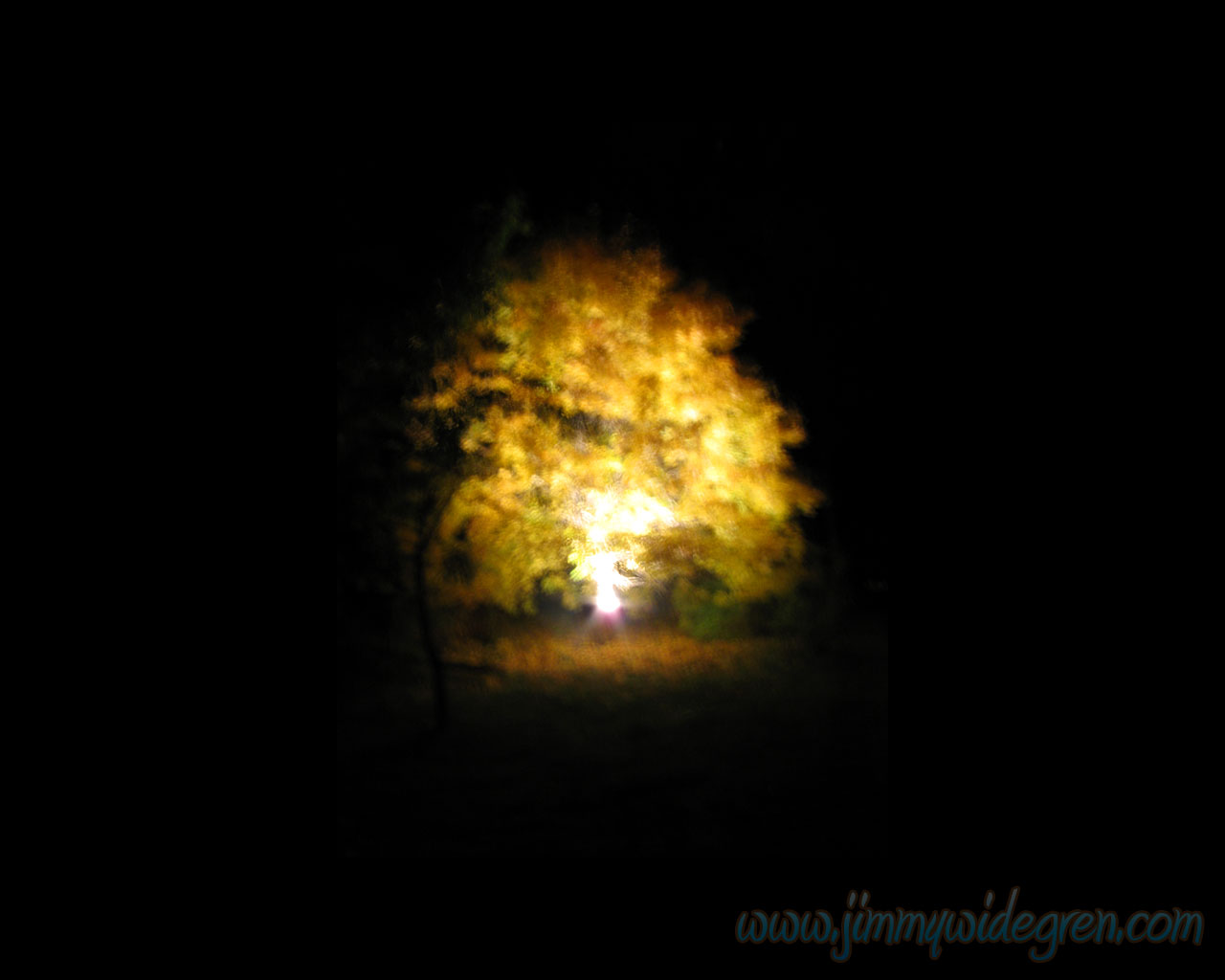 Name: atumnleavs.jpg  Width: 1280px  Height: 1024px
