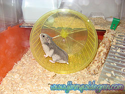 Name: hamster.jpg  Width: 250px  Height: 188px