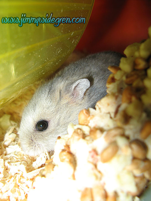 Name: sibirisk_hamster.jpg  Width: 518px  Height: 691px