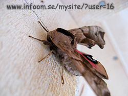 Name: moth.jpg  Width: 250px  Height: 188px