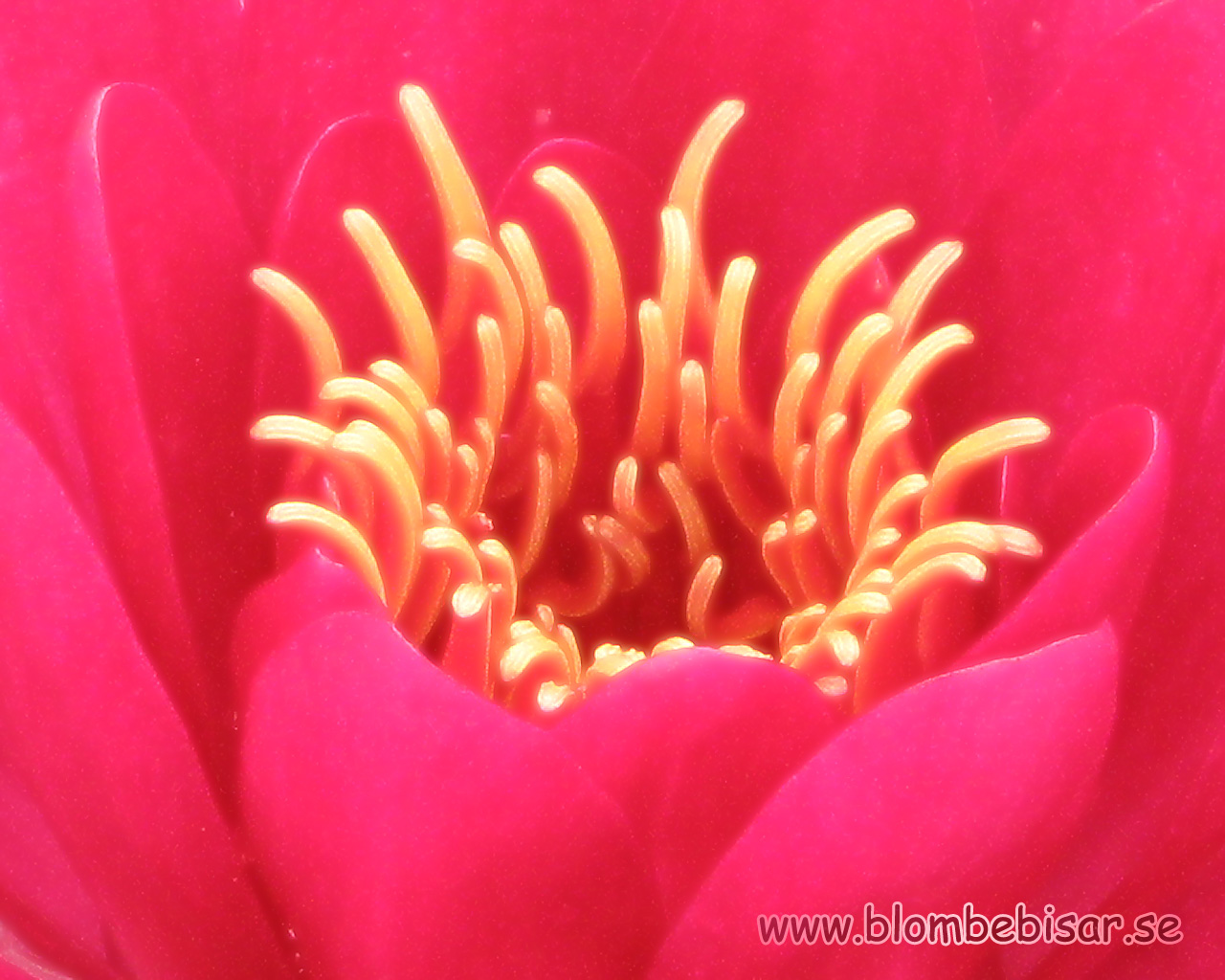 Name: neckros_desktop.jpg  Width: 1280px  Height: 1024px