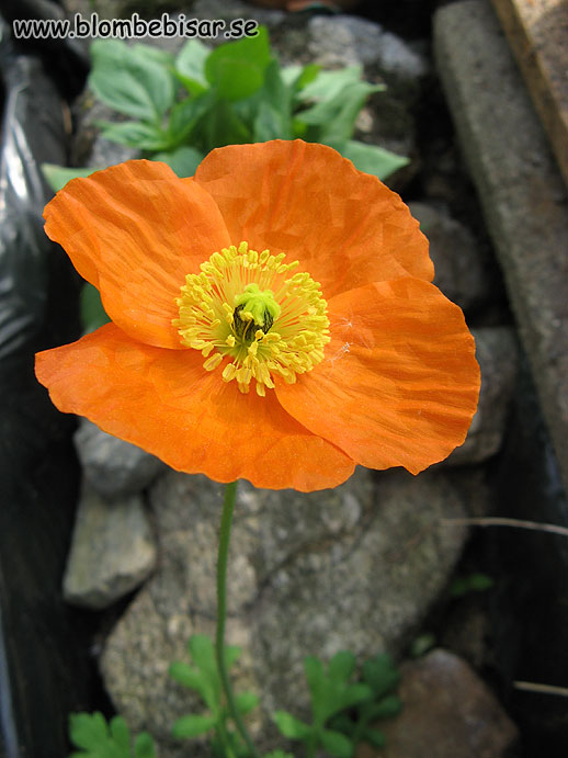 Name: perenn_Orange_vallmo.jpg  Width: 518px  Height: 691px