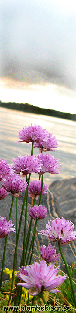Name: storm.jpg  Width: 250px  Height: 1032px