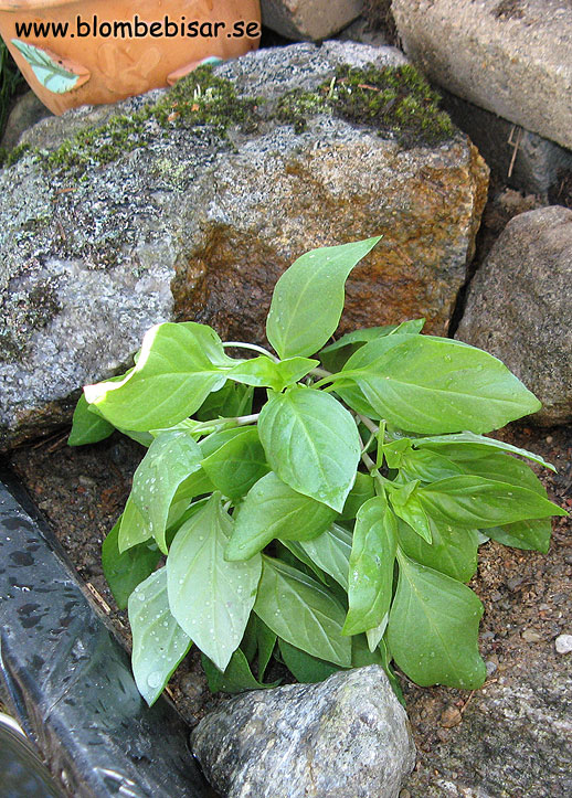 Name: thai_basilika.jpg  Width: 518px  Height: 723px