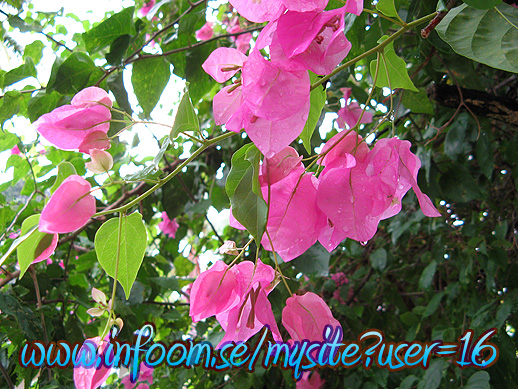 Name: bounganvilla.jpg  Width: 518px  Height: 389px