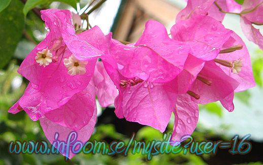 Name: red_flowers.jpg  Width: 518px  Height: 325px