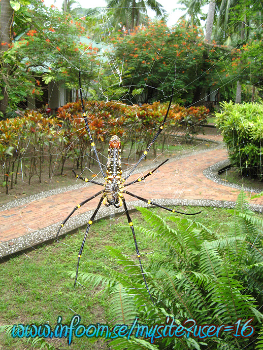 Name: thailand_spindel.jpg  Width: 518px  Height: 691px