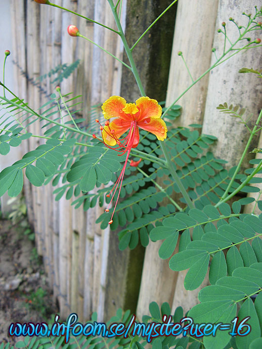 Name: thailand_yellow_flower.jpg  Width: 518px  Height: 691px
