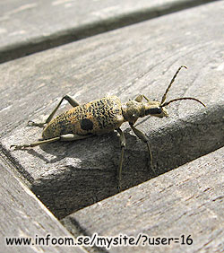 Name: timmerman2.jpg  Width: 250px  Height: 282px
