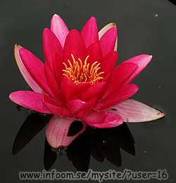 Name: tiveden.jpg  Width: 250px  Height: 261px